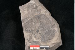 Foto (Detailansicht) von Alnus novae zeelandiae Ettingshausen (NHMW-GEO-2024-0188-10129)